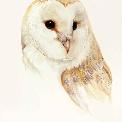 Jan taylor barn owl print