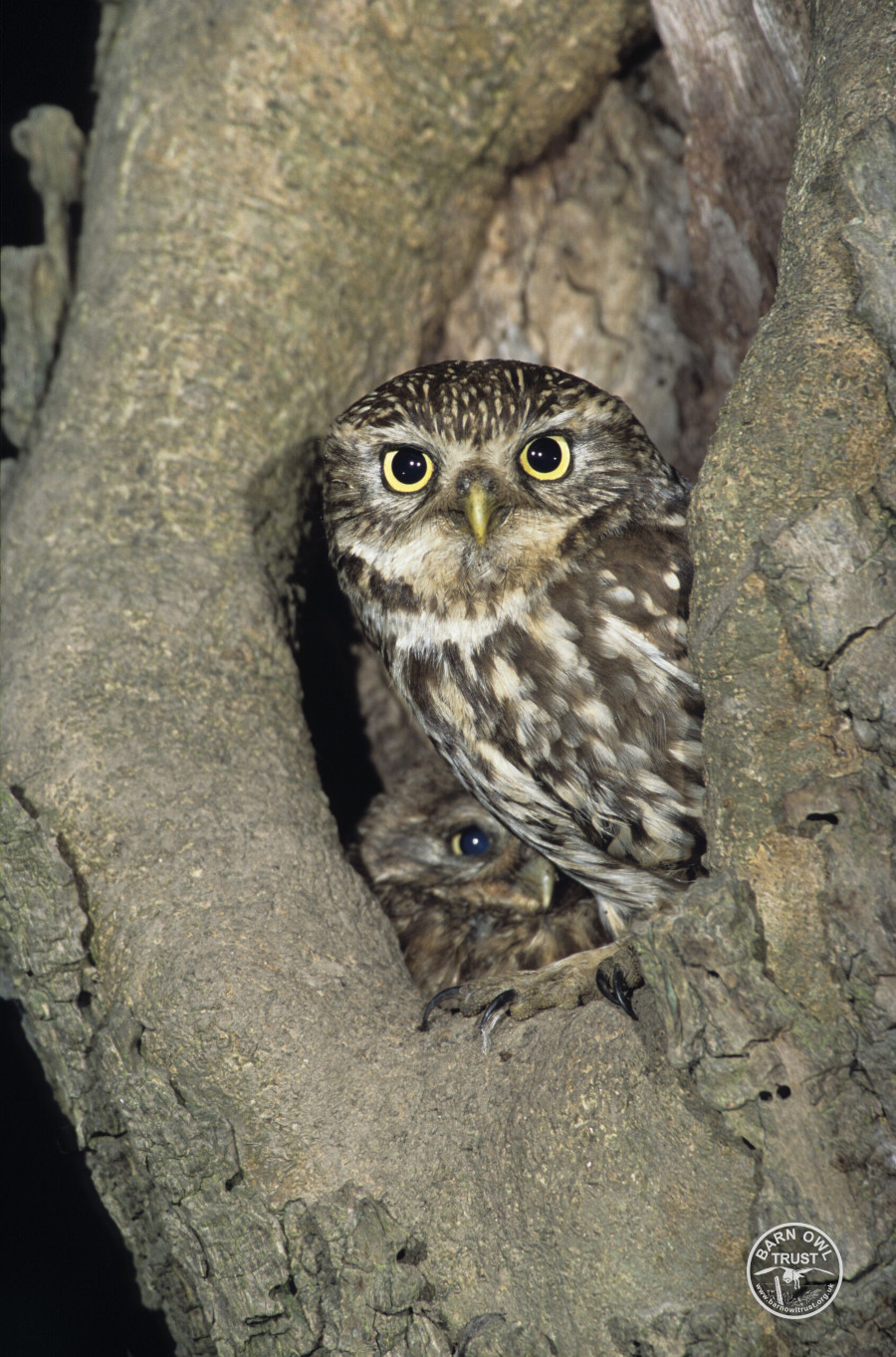 Litow adult young tree credit www.simonboothphotography.com simon booth id35892 00000 c scaled 1 small