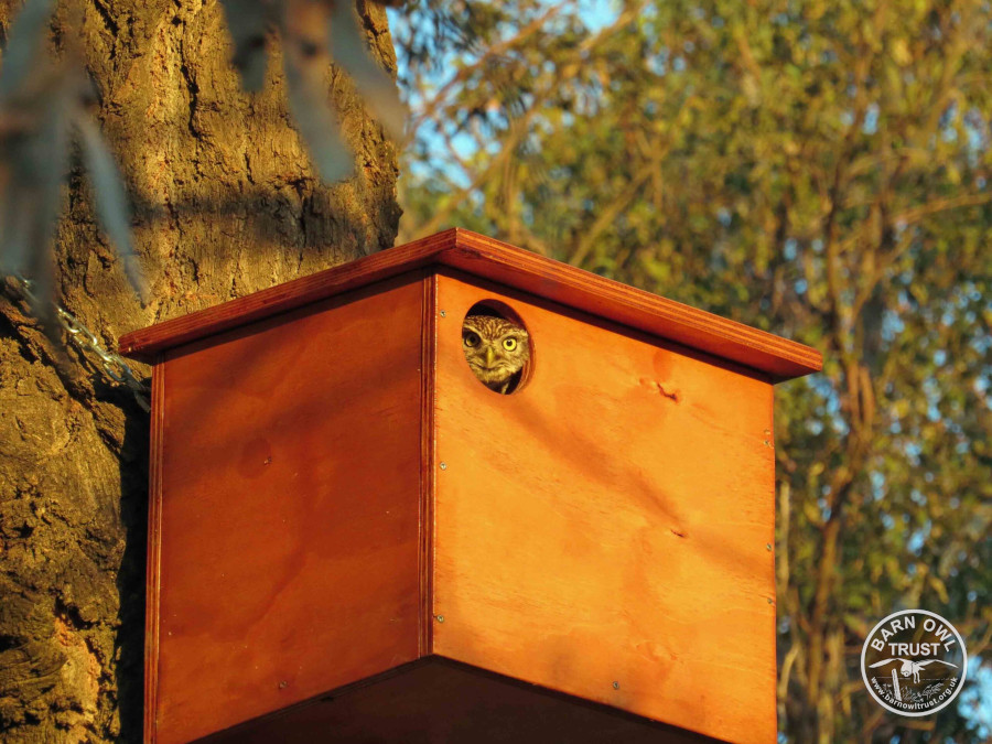 Litow nestbox in cadiz alfred maley id67181 010316 b scaled 1 small