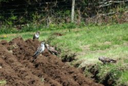 Llp bird food crop buzzards 2 [david ramsden] 250422 (a)