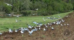 Llp bird food crop gulls 2 [david ramsden] 250422 (a)