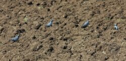 Llp bird food crop stock doves [david ramsden] 250422 (a)