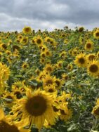 Llp crop dwarf sunflowers [harry hingston] 040823 (a)