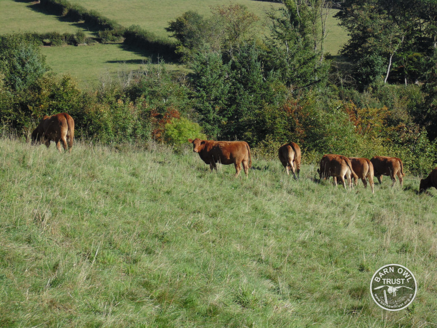 Llp limousin cows mateo ruiz 260918 a scaled 2 small