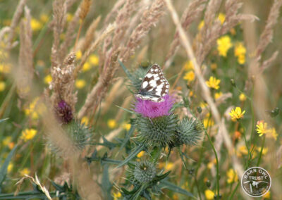 Llp marbled white david ramsden 210704 a 1 small