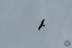 Red Kite flying over LLP