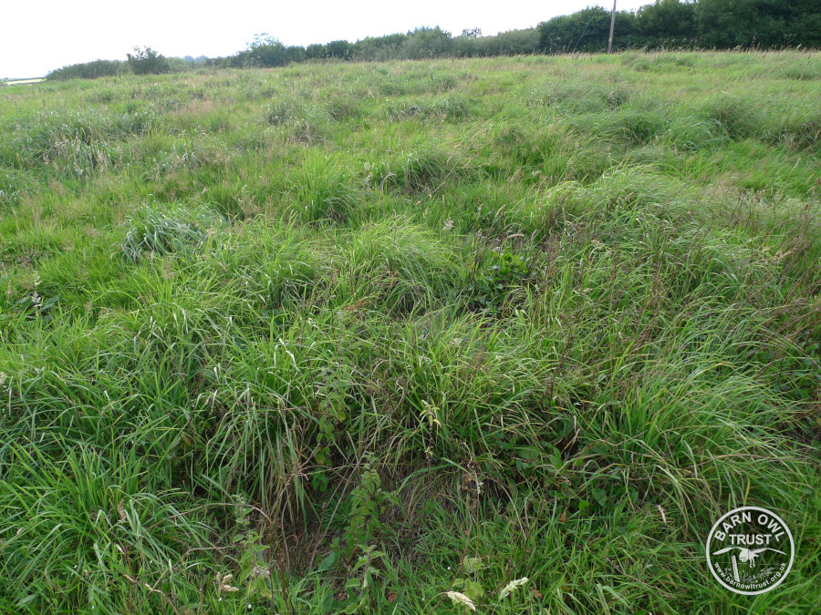 Llp rough grass david ramsden 040811 b scaled 2 small