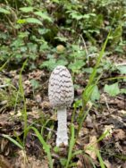 Llp shaggy inkcap [harry hingston] 070823 (a)