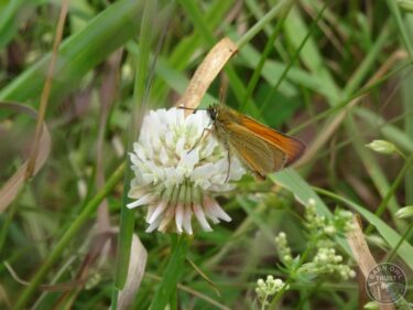 Llp skipper [harry hingston] 040724 (a)