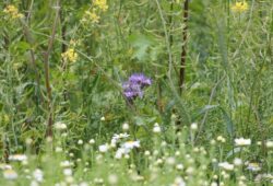 Fiddleneck in wild bird food crop