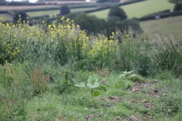 Sunflowers in bird food crop 2024