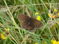 Llp butterfly ringlet [david ramsden] 150815 (a)