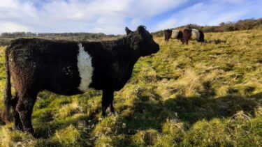 LLP cattle grazing