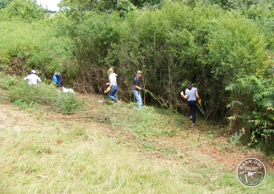 Llp volunteers ambios blackthorn cutting 2matt twiggs 020818 b cropped