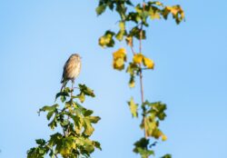 Linnet October 2022