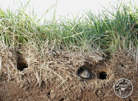 Litter layer field vole rough grass 5b kevin keatley 050406 cp small