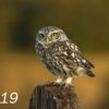 Little owl focus a6 card