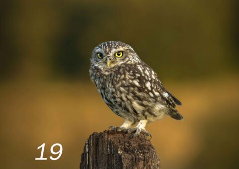 Little owl focus a6 card