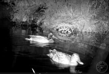 Mallards flo pond may 2024 night