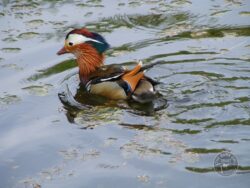 Mandarin duck llp pond 1 [marianne bryan] 200513 (a)