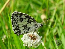 Marbled White Butterfly LLP Wildlife Diary July 2016