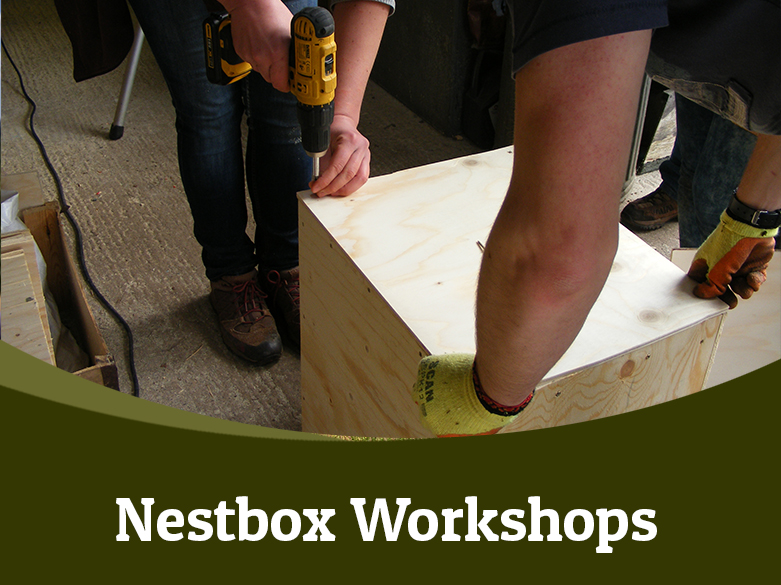 Nestbox workshops