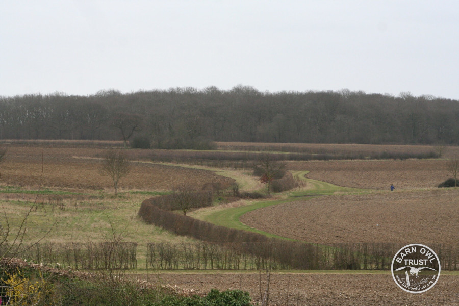 Norfolk arable field margin rough grass david ramsden 100311b scaled 2 small