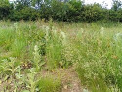 Common Mullein (Verbascum thapsus)