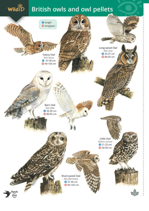 Op123 owls