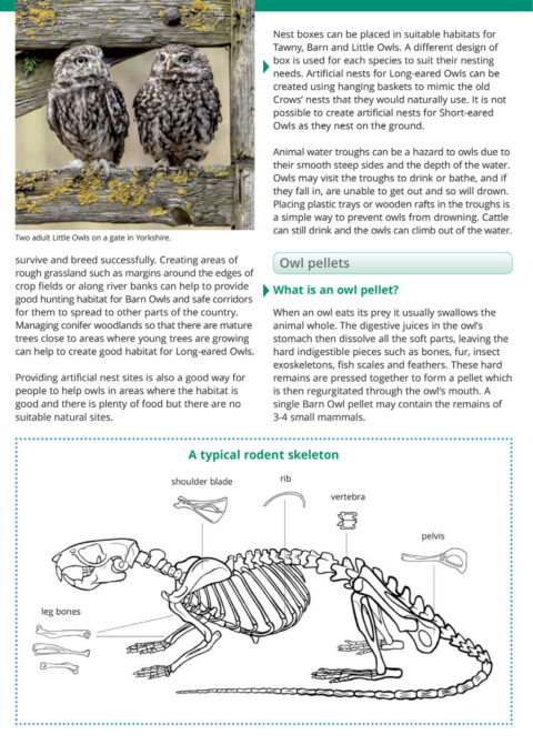 Op123 owls3