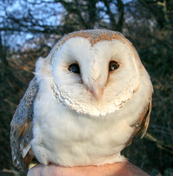 The Oldest Wild British Barn Owl