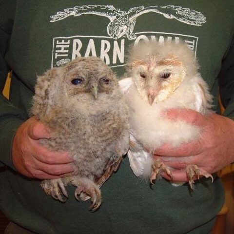 Owl Aid Owlet Rescue