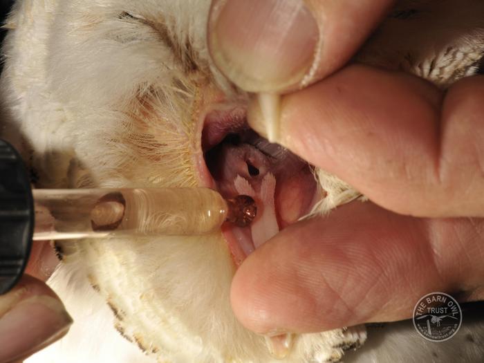 Owl care barn owl casualty administering fluids by beak 1