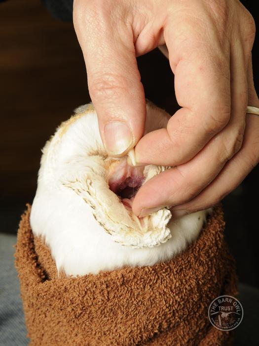 Owl care barn owl casualty beak open