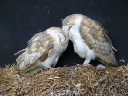 Owls In Barn Owl Trust Sanctuary 01