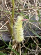 Pale tussock moth caterpillar