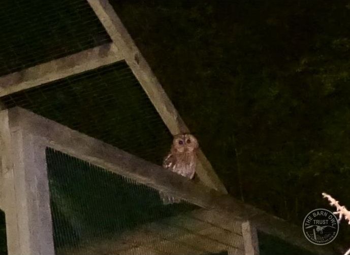 Freedom for Porridge – Tawny Owl release