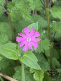 Red campion