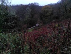 Rewilding Area 7th December