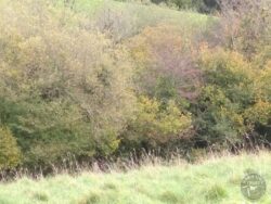 Roadside hedge autumn colours