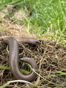 Slowworm