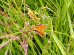 Small Skipper July 2021