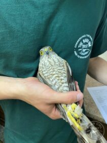 Sparrowhawk