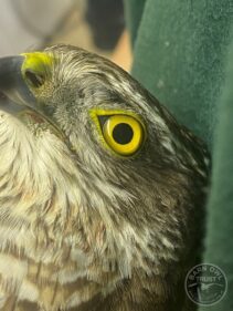 Sparrowhawk