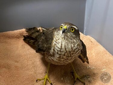 Sparrowhawk