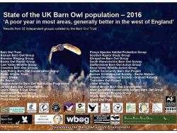 2016 Barn Owl numbers