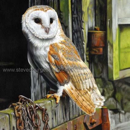 Steve Burgess Barn Owl print ghost of goldsworthy's barn