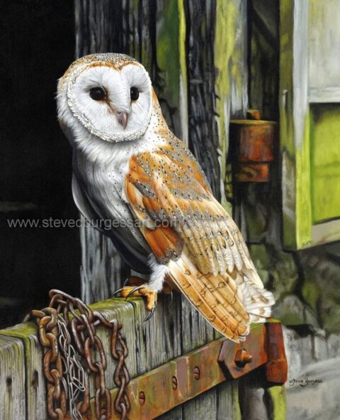 Steve Burgess Barn Owl print ghost of goldsworthy's barn