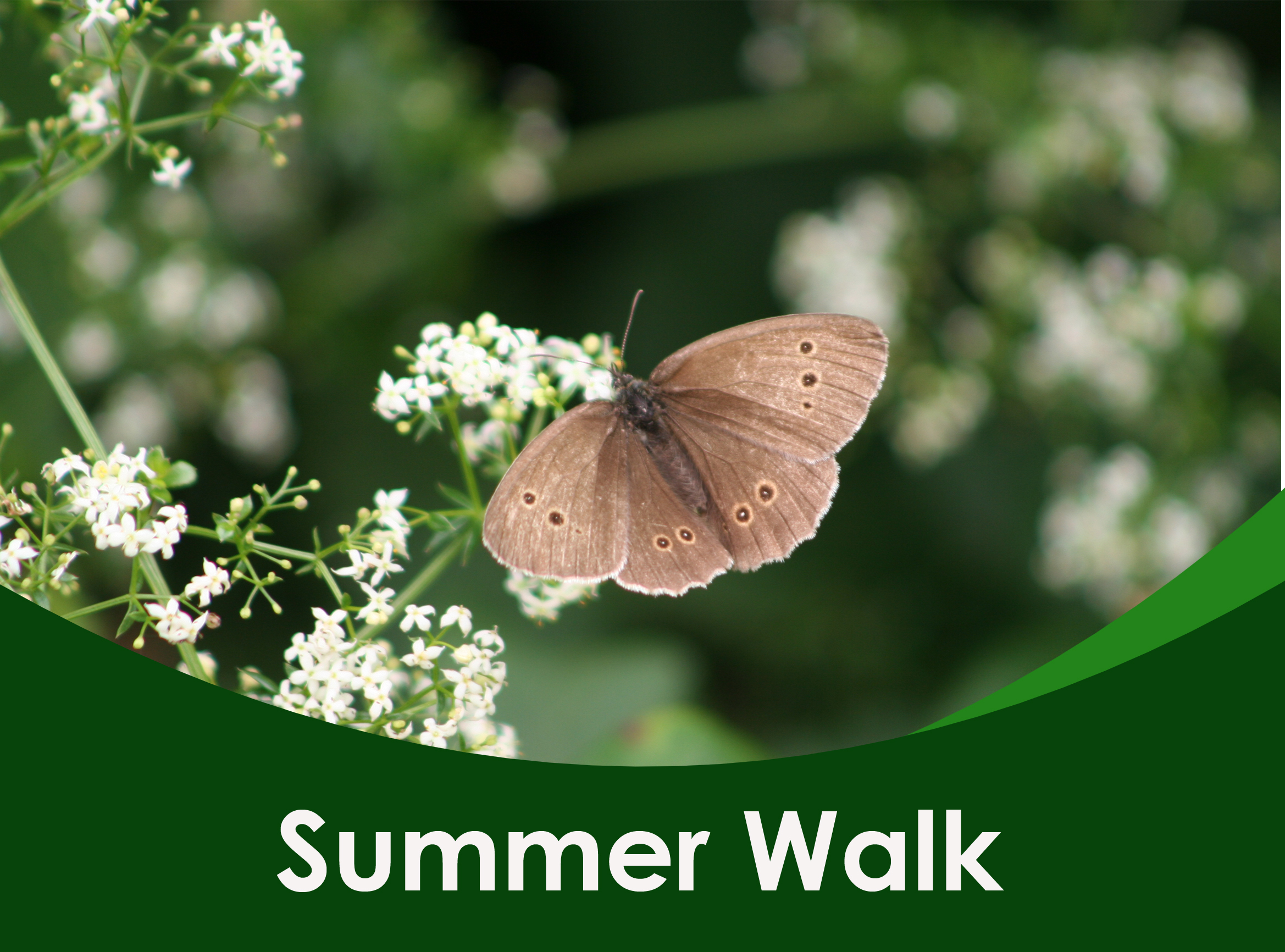 Summer Walk – 14th August 2024