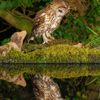 Tawny owl reflection a6 card